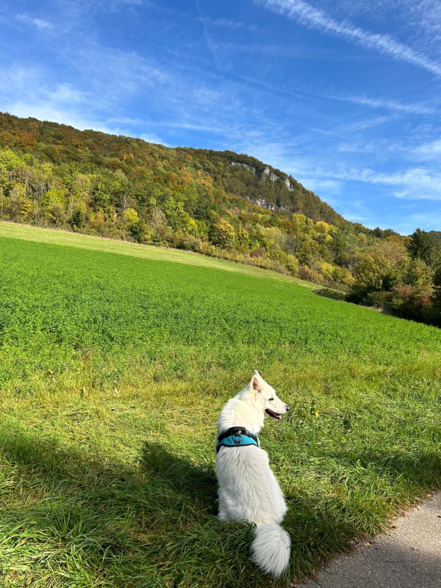 Laendliche Fewo Wildblume, 4 Km Zum Stausee Happurg Εξωτερικό φωτογραφία